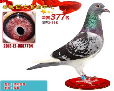 安徽百太决赛377名