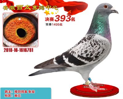 安徽百太决赛393名