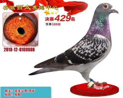 安徽百太决赛429名