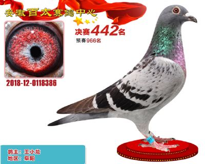 安徽百太决赛442名