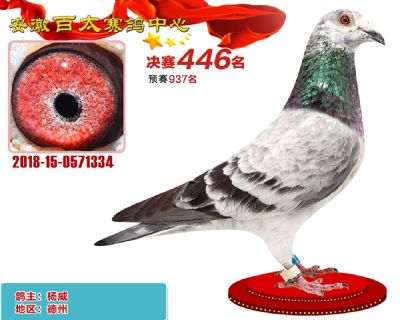 安徽百太决赛446名