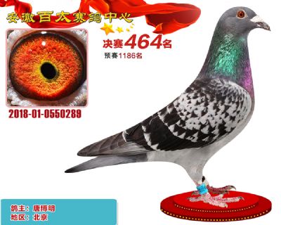 安徽百太决赛464名