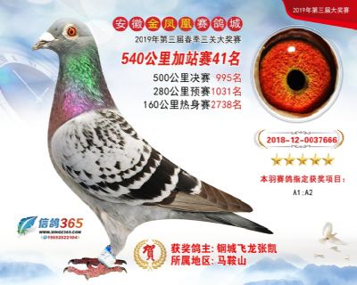 金凤凰加站赛41名