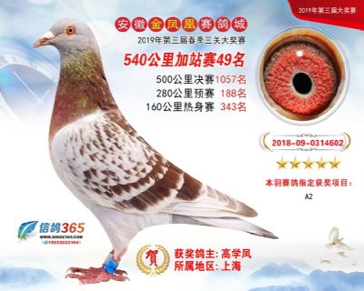 金凤凰加站赛49名