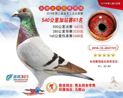金凤凰加站赛61名