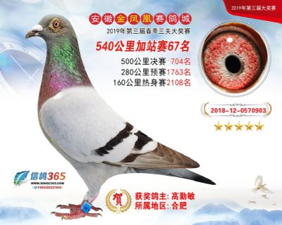 金凤凰加站赛67名