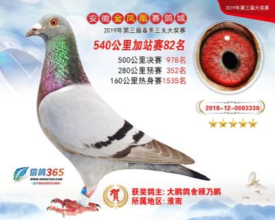 金凤凰加站赛82名
