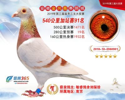 金凤凰加站赛91名