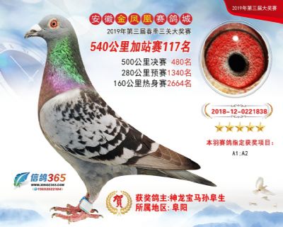金凤凰加站赛117名