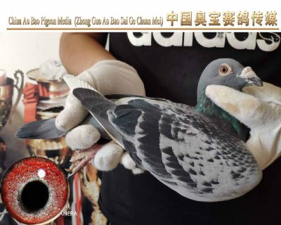 利奥.贺尔曼斯003家族17-031雄鸽