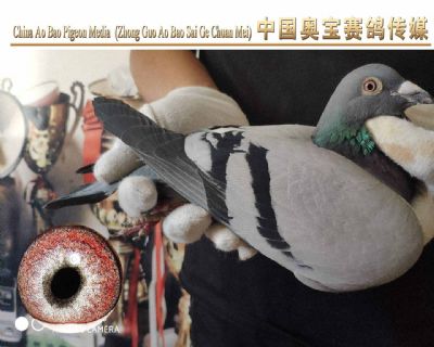 利奥.贺尔曼斯003家族17-066雌鸽