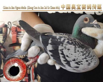利奥.贺尔曼斯003家族17-072雄鸽