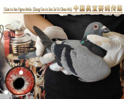 利奥.贺尔曼斯003家族17-083雄鸽
