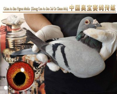 葛斯顿奶酪小子17-088雌鸽