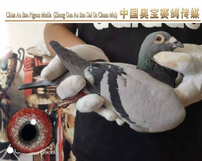 利奥.贺尔曼斯003家族17-139雄鸽