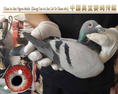 利奥.贺尔曼斯003家族18-123雄鸽