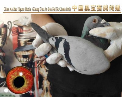 利奥.贺尔曼斯003家族18-129雌鸽