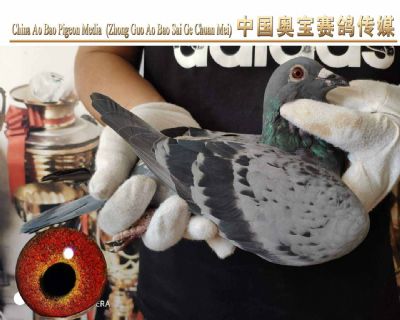 利奥.贺尔曼斯003家族18-147雌鸽