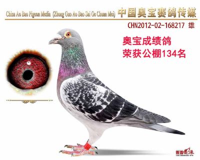 成绩鸽12-168217雄鸽