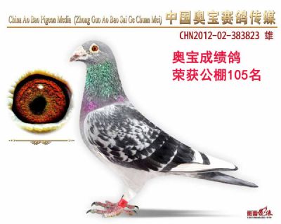成绩鸽12-383823雄鸽