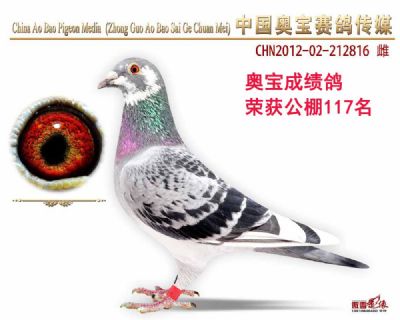 成绩鸽12-212816雌鸽