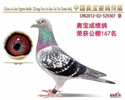 成绩鸽12-529307雄鸽