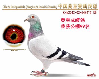 成绩鸽12-648415雄鸽