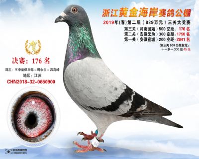 黃金海岸決賽176名