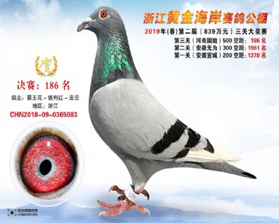 黃金海岸決賽186名