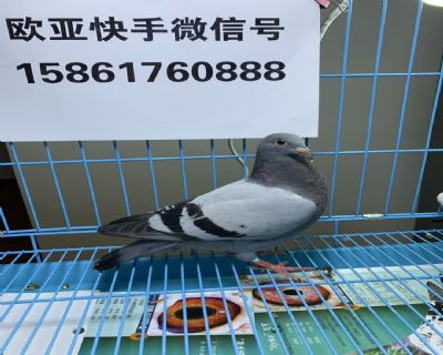 詹森鼎博寄養棚四關鴿王17名單關冠軍X金馬鴿王68名