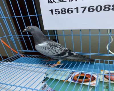利奧年輕未來號4次冠軍X奧林匹克739