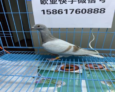 瓦特波治小紅號X羅斯特女子31次高位,西昌天河冠軍半平背