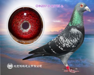 印鈔機 佛卡門黃金配對“巴可”(Barco) X“凱蒂”回血