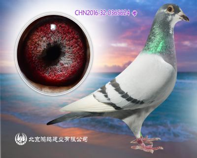 飛戈直子X飛戈直女