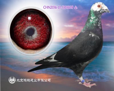 當今最火最紅花鴿系