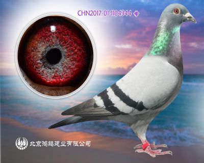 湯姆王朝X芮娜飛戈“快客466”