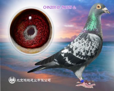 國家一號”近親直孫X賀伯特兄弟 國家一號直孫女