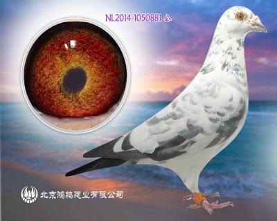 魯道克拉森傳承者 尤斯克里斯原棚