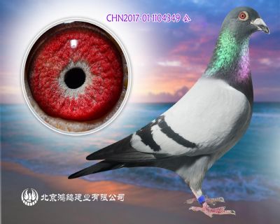 實戰凡龍X凡龍原棚