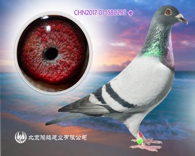武器號回血孫X比利時大師杯鴿王殿軍