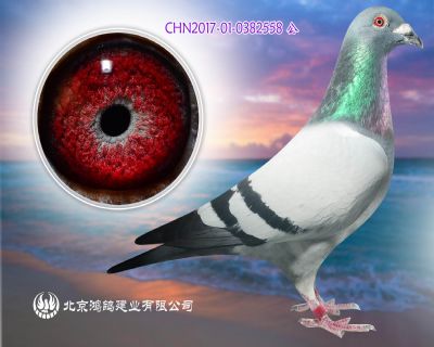 戈馬力絕版種鴿020直孫 X夏拉肯天下無敵直女