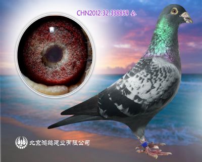 詹森老白眼X斷胸骨X麥克斯