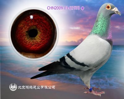 秘密武器“VIP”X鳥巢鴿王亞軍