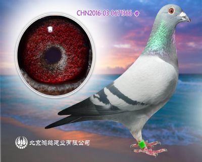 盛邦友翔賽鴿公棚決賽112名