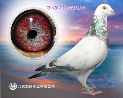沃斯燕納斯超級種雌