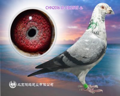 凡龍銀影直孫代 種雄X沃斯燕納斯原舍種雌