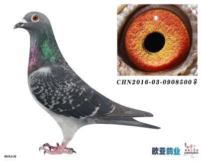 羅森波斯(查特魯)