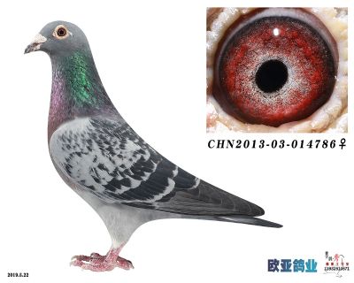 范林登