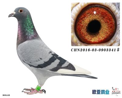 開創鴿王17名,70名半兄弟