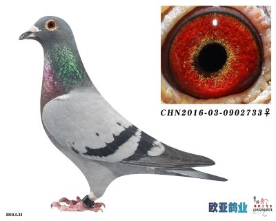 貝克詹森